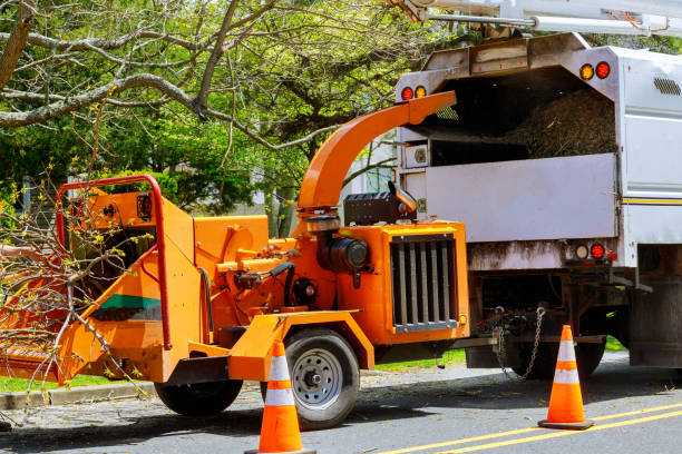 Best Emergency Tree Removal Services  in Oakley, CA